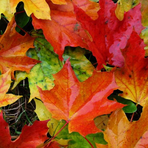 Autumn Yoga Practice